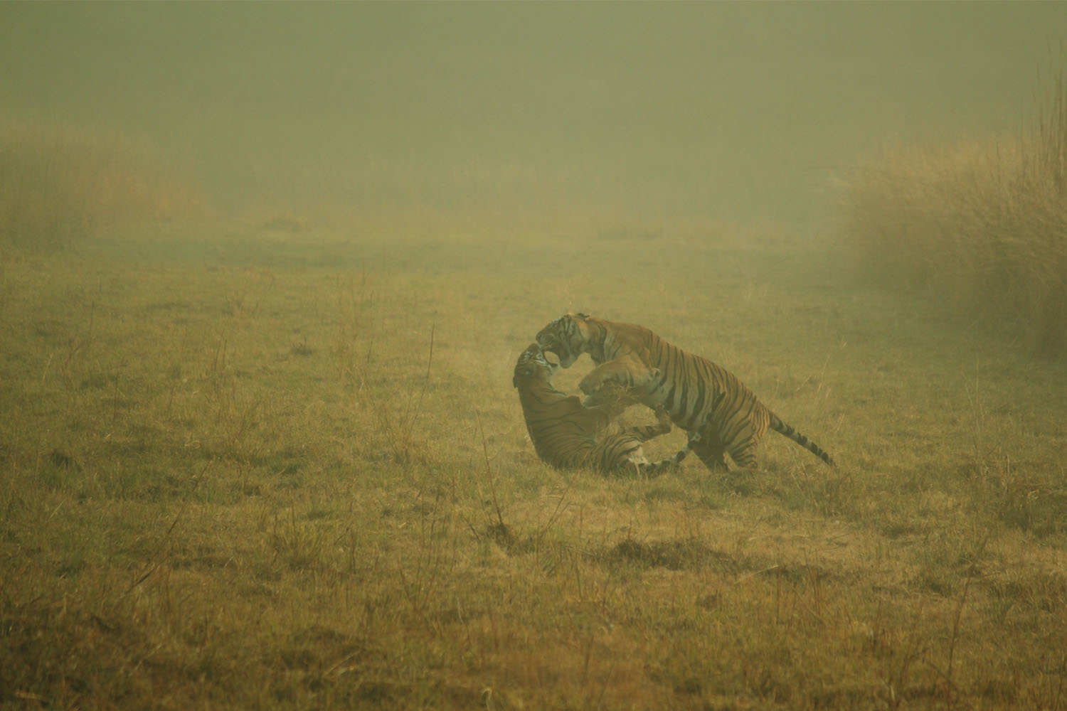 tiger3